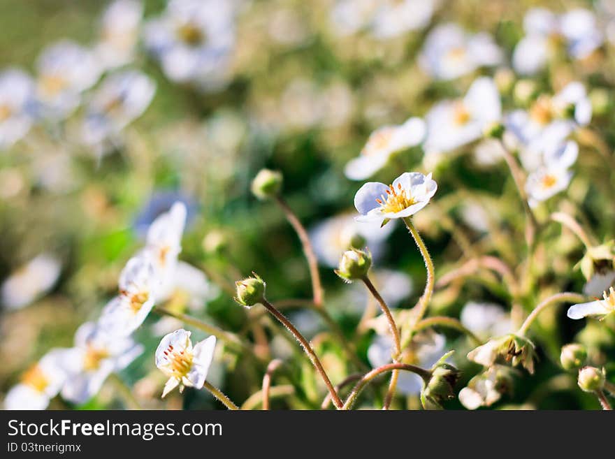 Detail of strawberry flowers on green background.