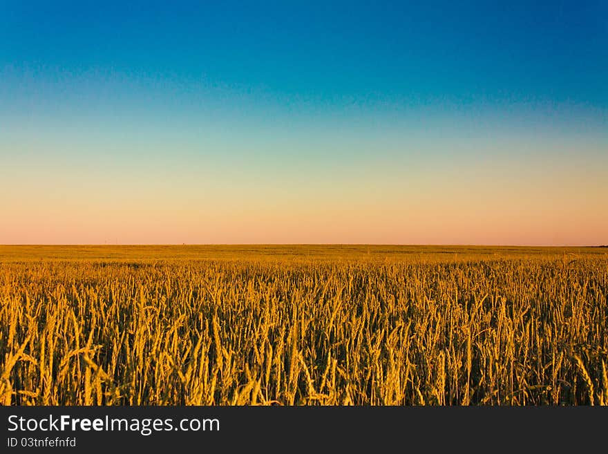 A barley field with shining golden barley ears in summer. A barley field with shining golden barley ears in summer