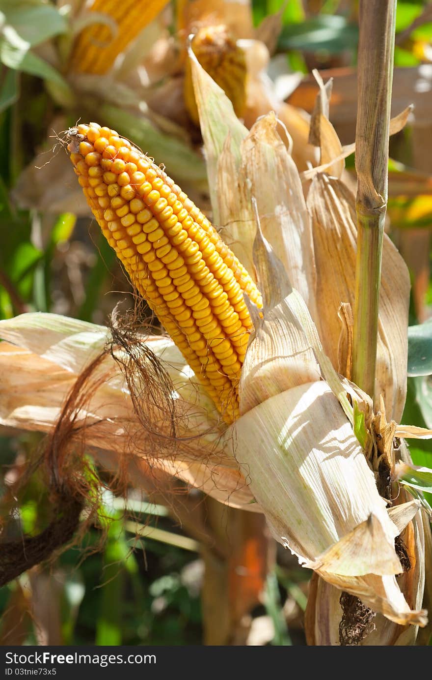 Corn field at harvest time