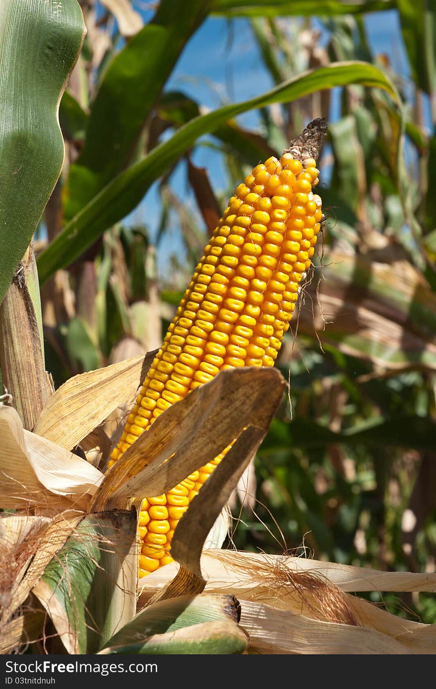 Corn field at harvest time