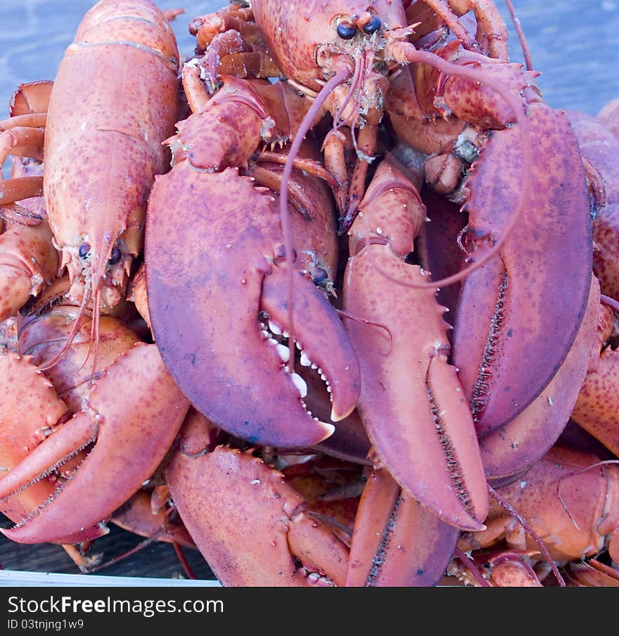 Assortment of cooked lobster on a plate. Assortment of cooked lobster on a plate