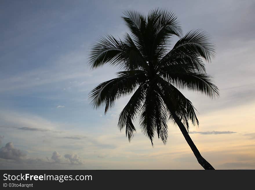 Single palm tree silhouetted against a sunset sky. Single palm tree silhouetted against a sunset sky