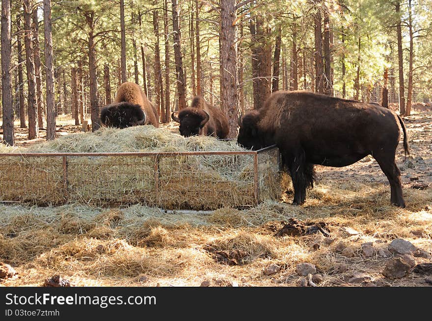 bison grazing on green hay in a wooded area with tree trunks all around, sun on thier wooley backs