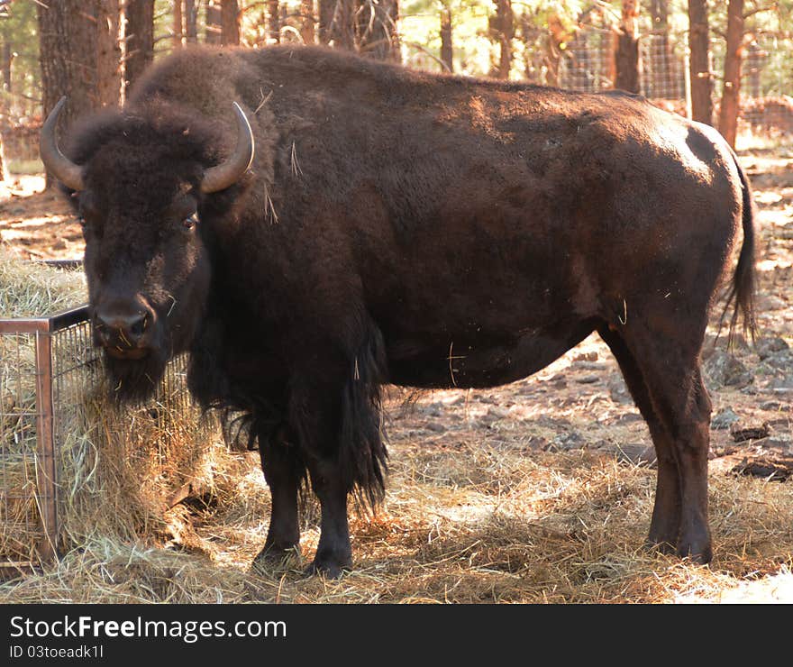 Large adult make bison with horns, profile of body, head turned to look directly at you, next to hay with intense stare. Large adult make bison with horns, profile of body, head turned to look directly at you, next to hay with intense stare