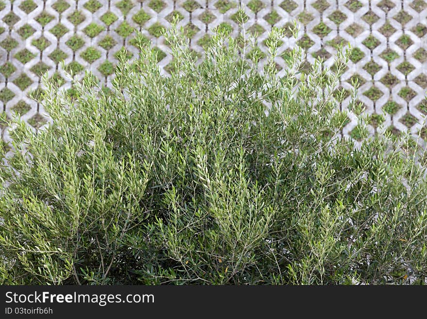 Olive tree as an ornamental