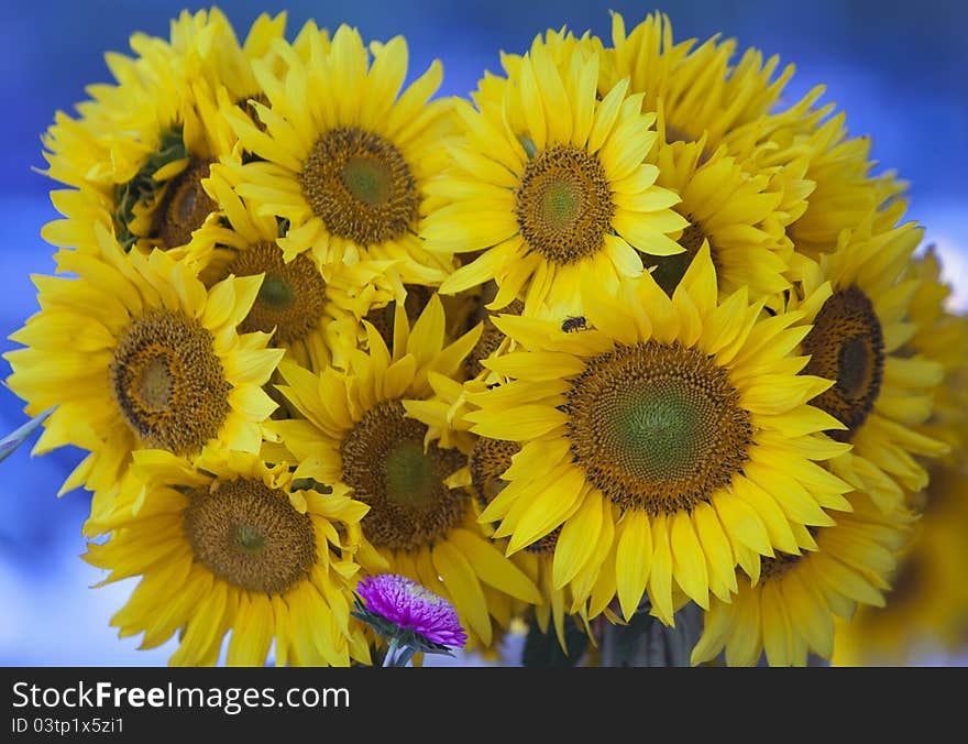 A bouquet of sunflowers and a small flower on blue background. A bouquet of sunflowers and a small flower on blue background