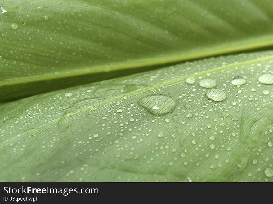 Tropical plant leaf with water drops. Tropical plant leaf with water drops