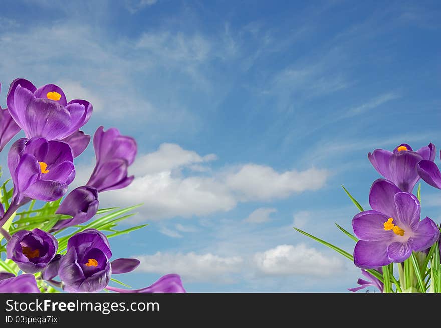 Beautiful Violet Crocus Under Blue Sky