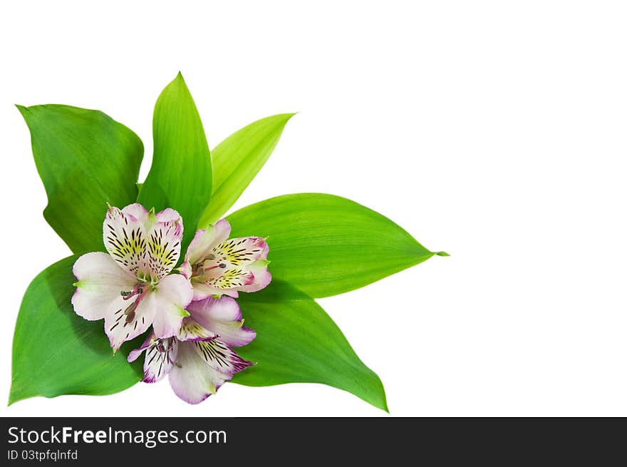 Beautiful orchid isolated on white