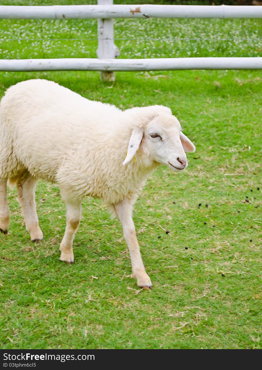 White sheep walking in farmland. White sheep walking in farmland