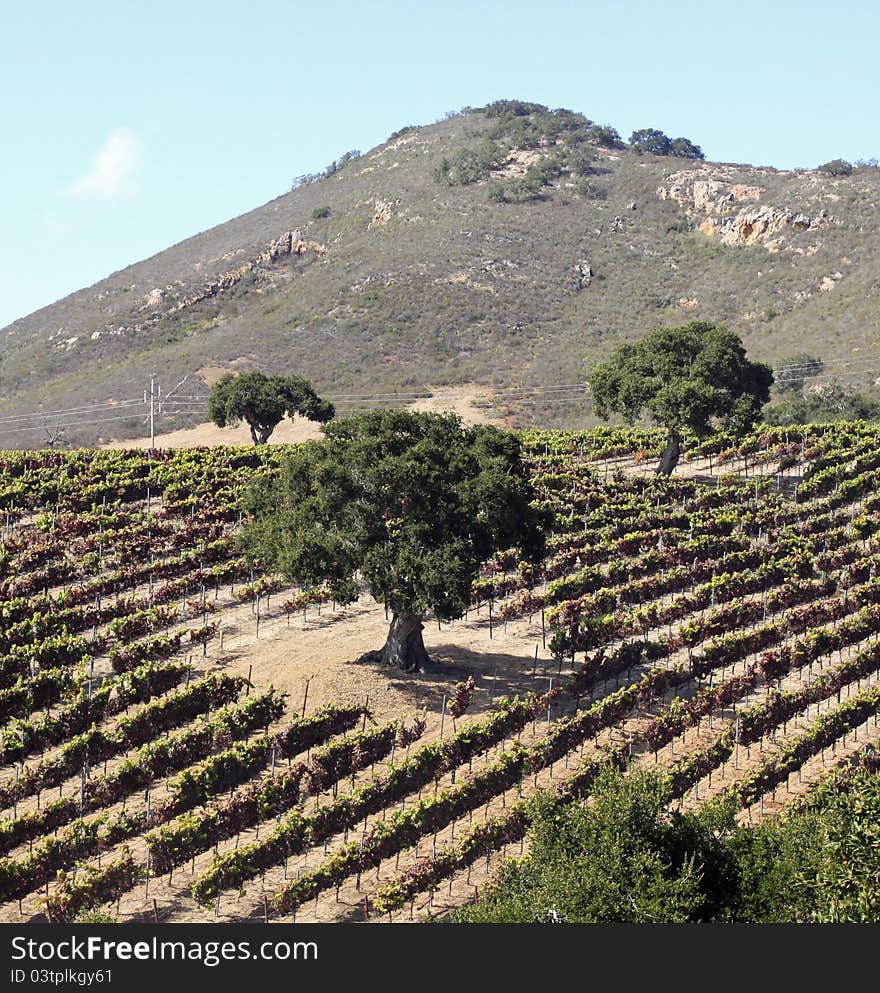 View of a vineyard including rows of grapevines,trees, and mountain, blue sky in background. View of a vineyard including rows of grapevines,trees, and mountain, blue sky in background.