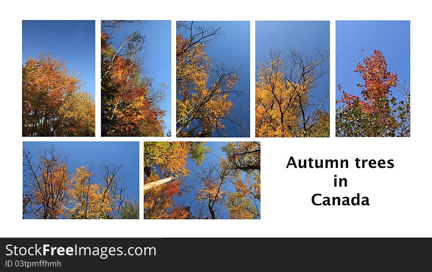 Seven different nature scape of colorful trees at fall in canada. Seven different nature scape of colorful trees at fall in canada