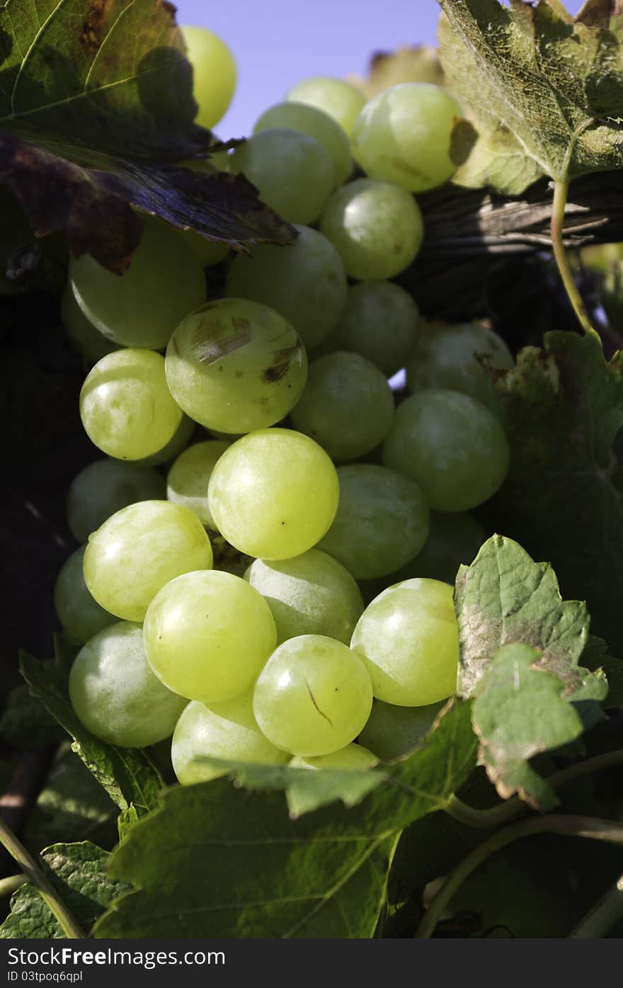 Brush ripe grapes in the leaves and the sun. Brush ripe grapes in the leaves and the sun