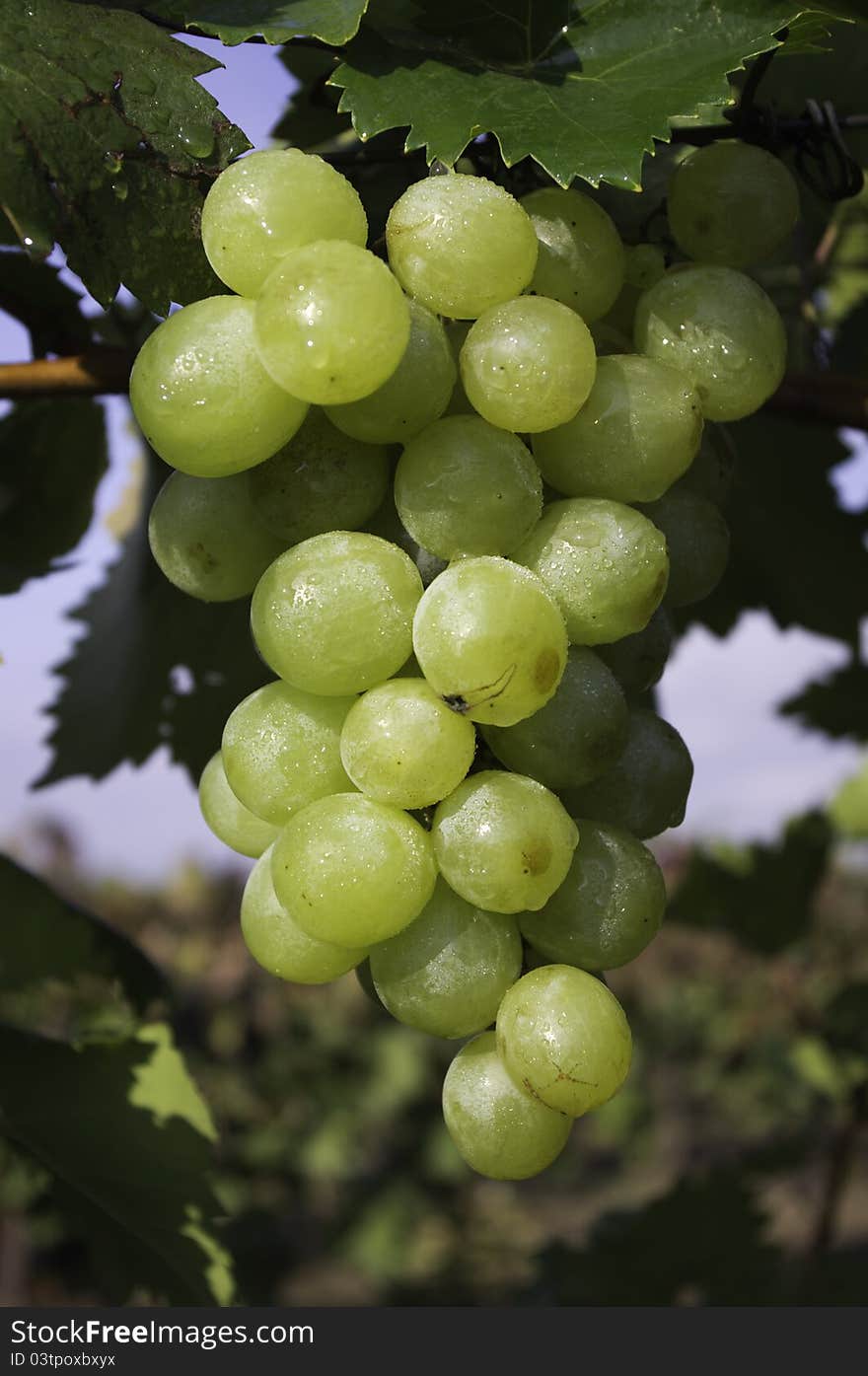 Bunch of grapes in drops of dew. Vineyard background out of focus