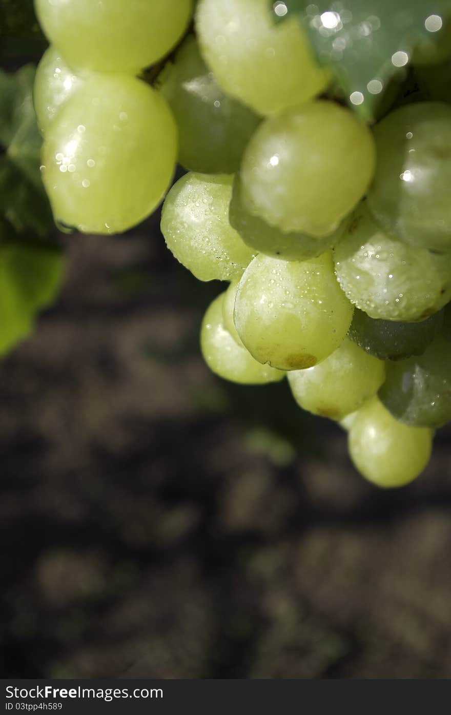 Grapes in drops of dew