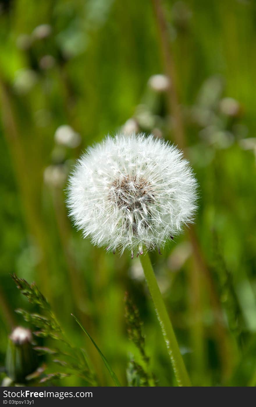 White dandelion on a meadow