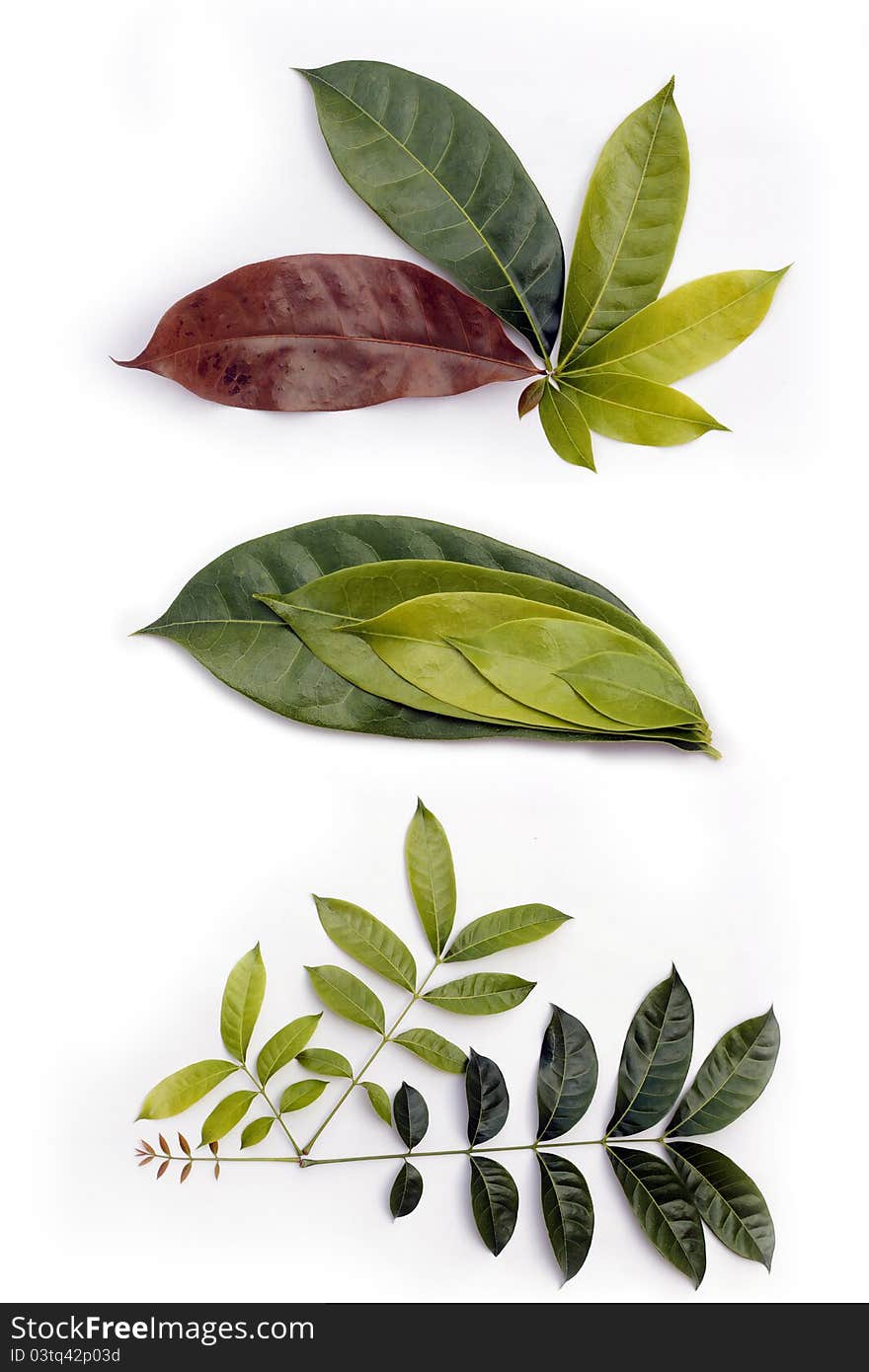 Leaf life cycle