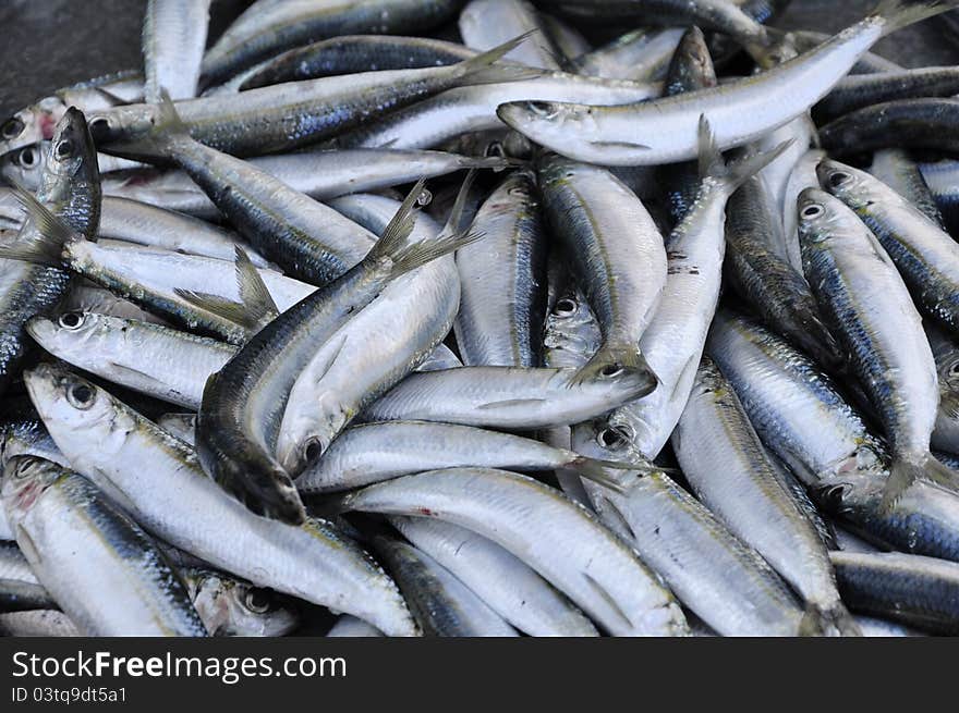 Fresh Anchovy / Sardines on the marketplace. Fresh Anchovy / Sardines on the marketplace