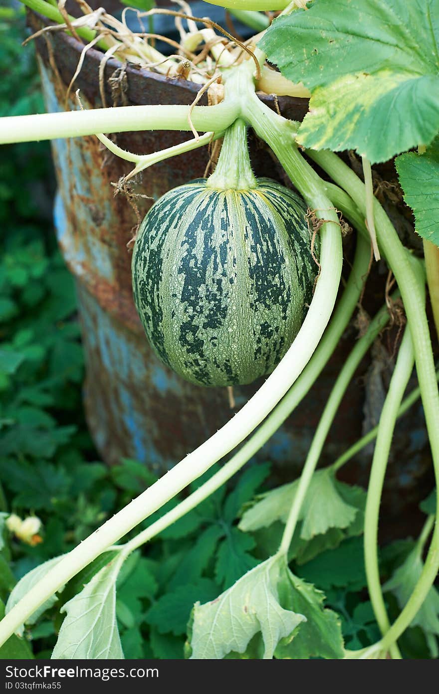 Green pumpkin in garden at summer