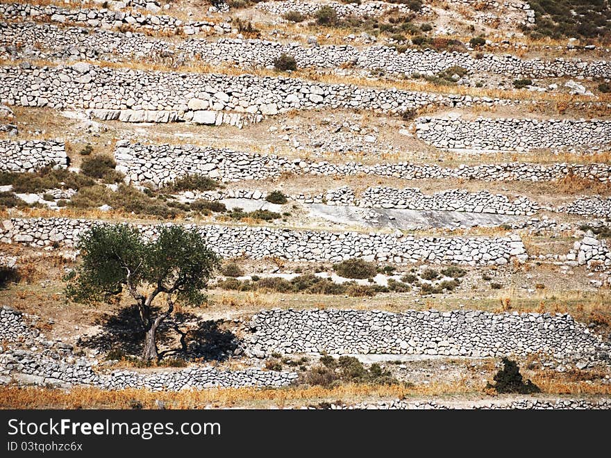 Stone walls and olive tree in the mediterranan area, Gargano, Italy