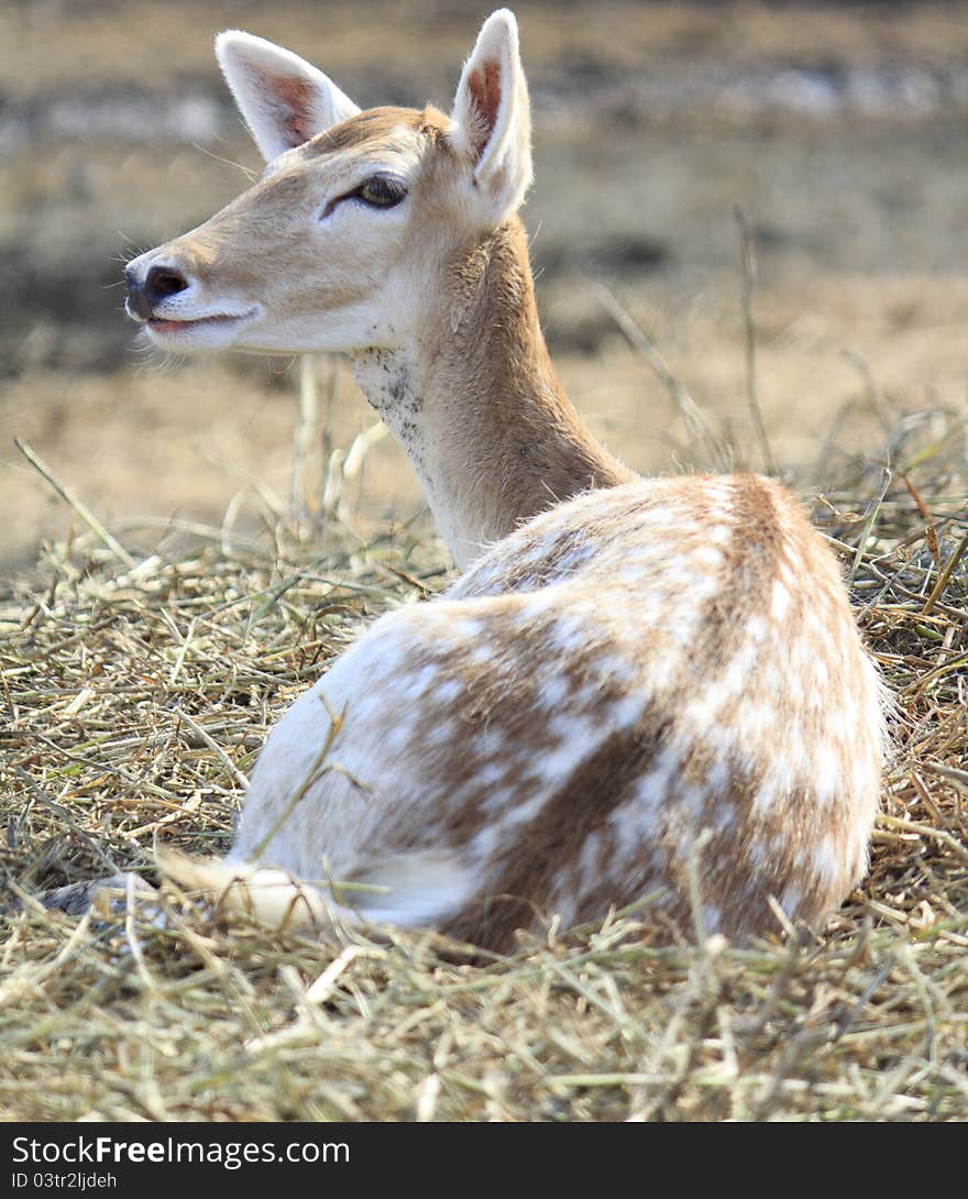 Cute young deer