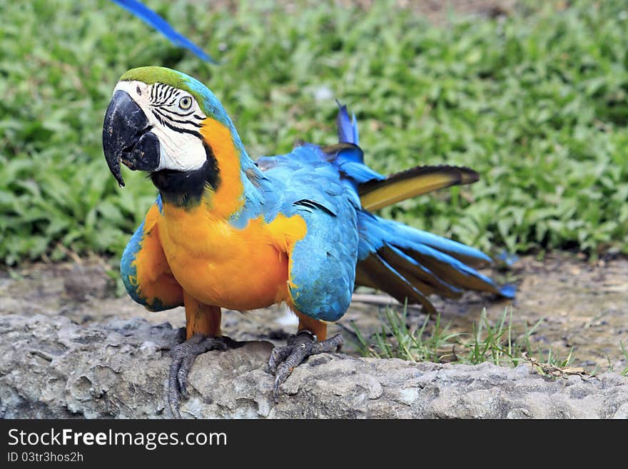 Colorful blue parrot macaw in zoo