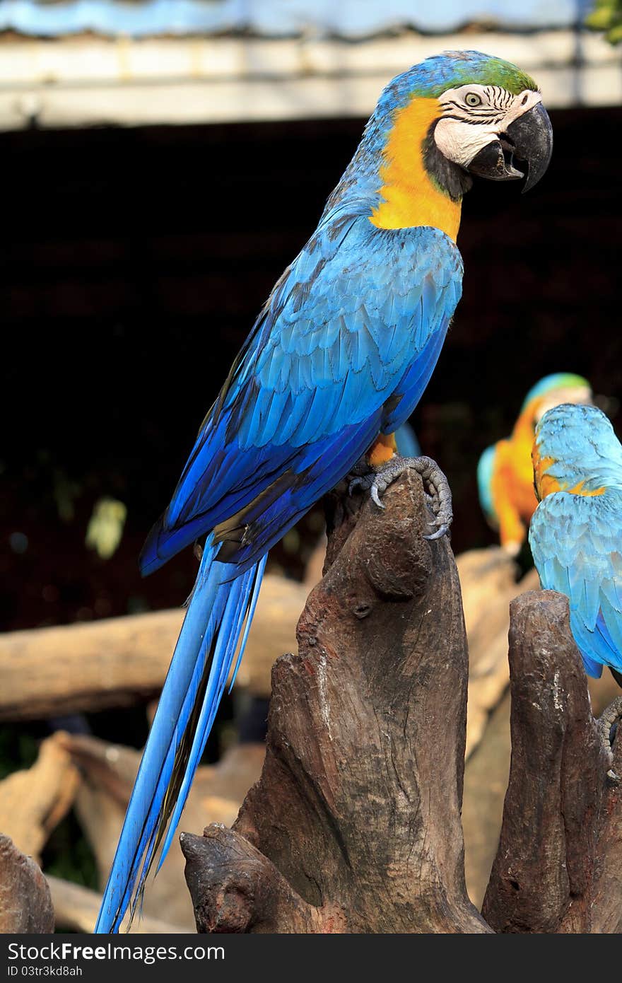 Colorful blue parrot macaw in zoo