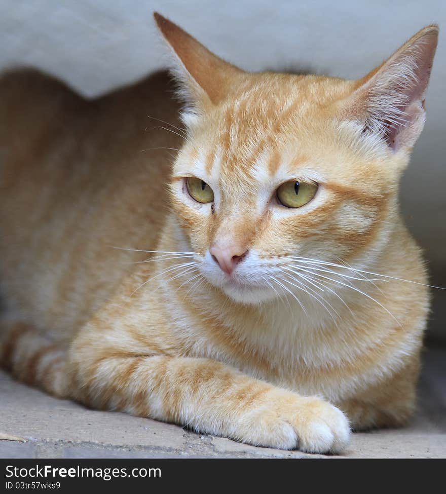 Yellow kitty cat