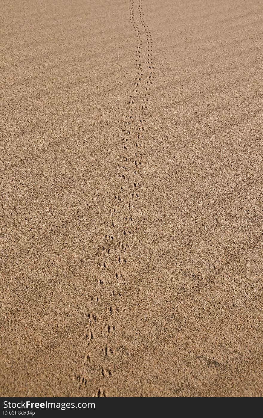 Small mammal tracks in sand, Mojave national park. Small mammal tracks in sand, Mojave national park