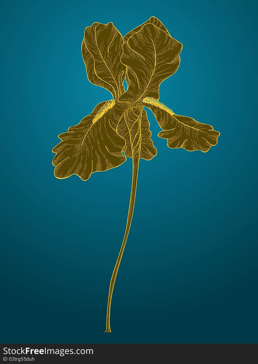 Vector iris flower on a blue background. Vector iris flower on a blue background.