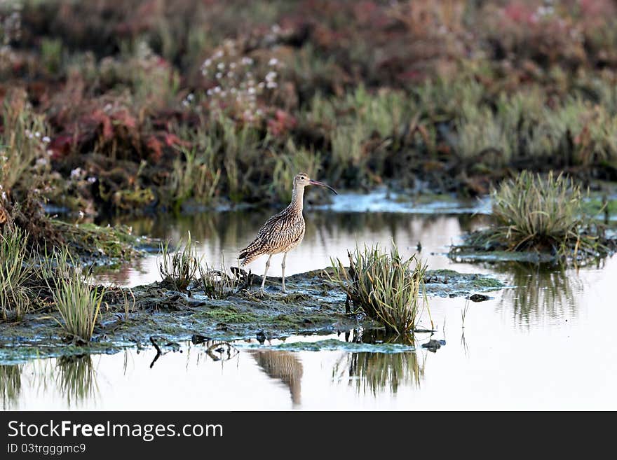 Water bird