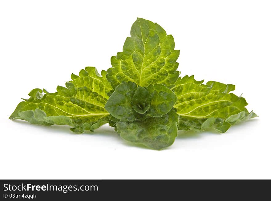 Fresh-picked mint leaves