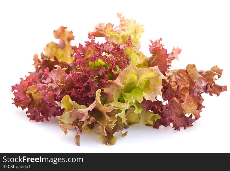 Lettuce on a white background