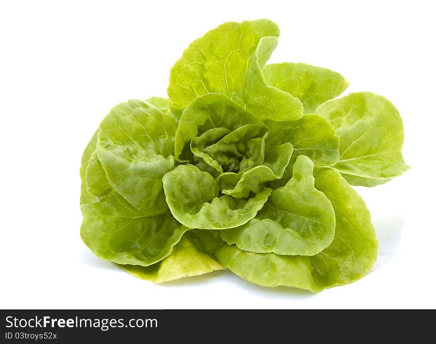 Lettuce on a white background