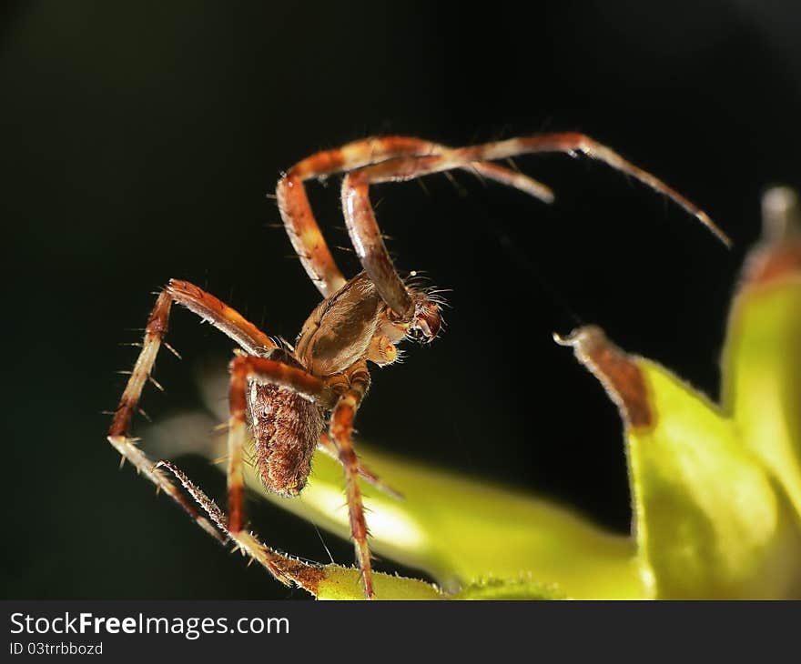 Spider crusader posing on dry flower