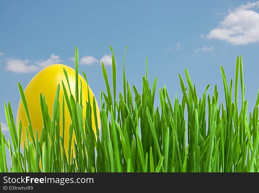 Yellow easter eggs in green grass  under blue sky