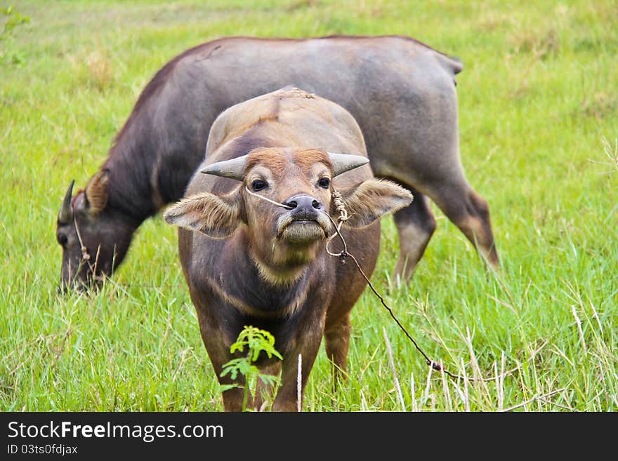 Two young buffaloes in the field in Thailand