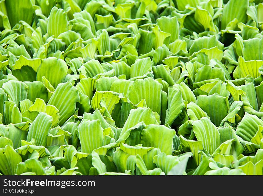 Pattern of water lettuce for background, shallow DOF