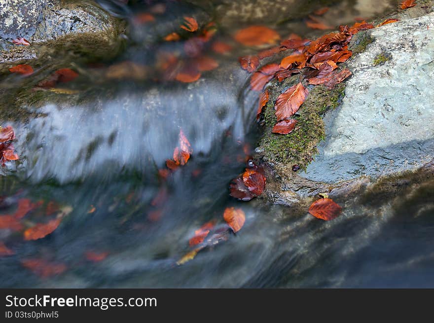 Beechen autumn leaves in a raging mountain stream. Beechen autumn leaves in a raging mountain stream