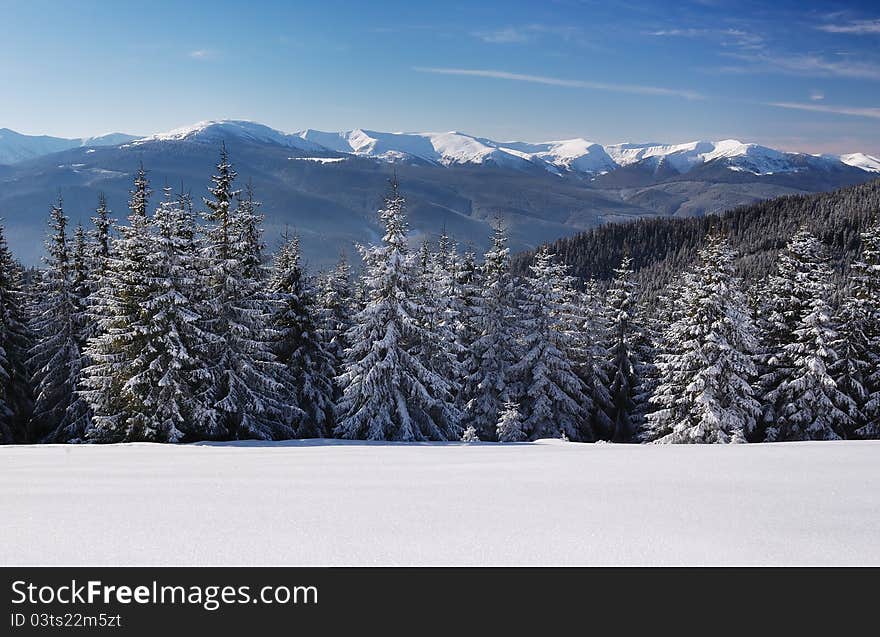 Winter landscape with fur-trees and fresh snow. Ukraine, Carpathians