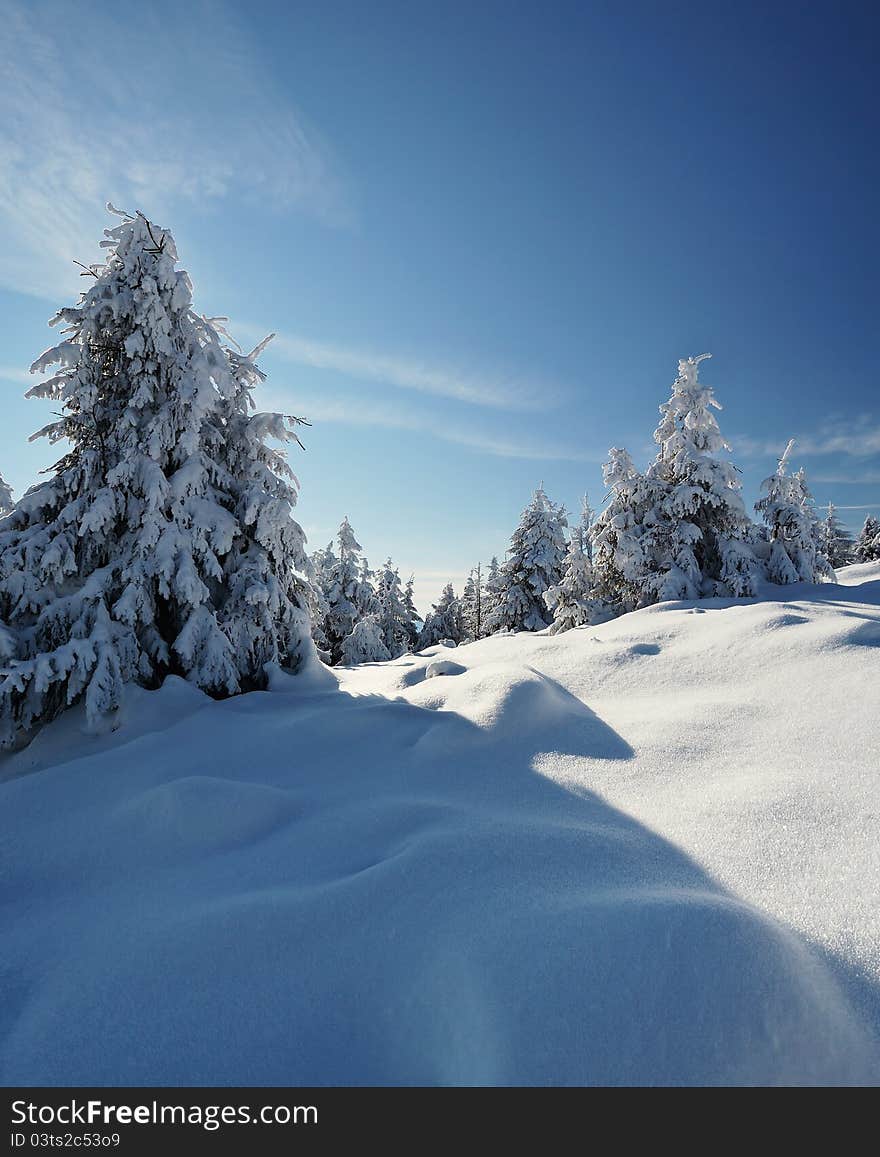 Winter landscape with fur-trees and fresh snow. Ukraine, Carpathians