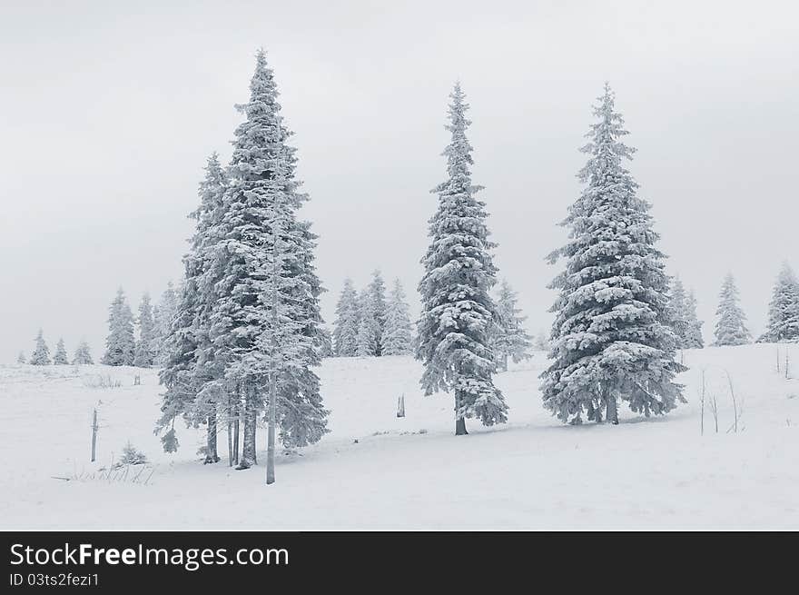 Winter landscape with fur-trees and fresh snow. Ukraine, Carpathians. Winter landscape with fur-trees and fresh snow. Ukraine, Carpathians