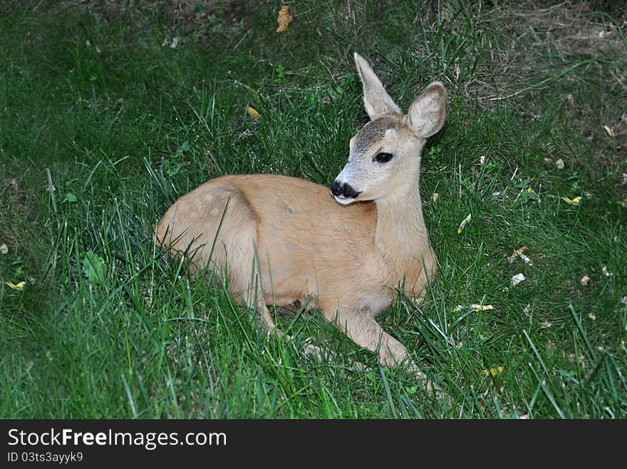 Whitetail deer doe standing in the grass