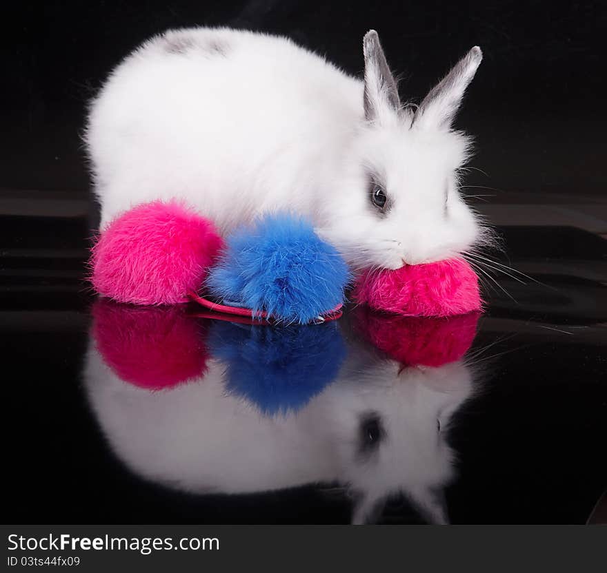 Little white rabbit to play with colored balls