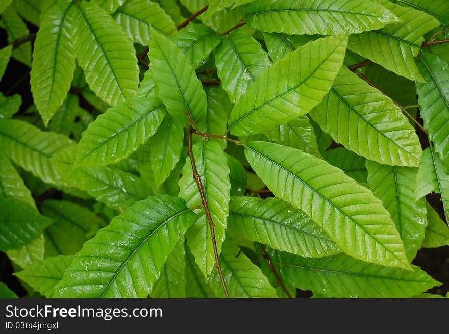 Green leaves background in sunny day. Green leaves background in sunny day