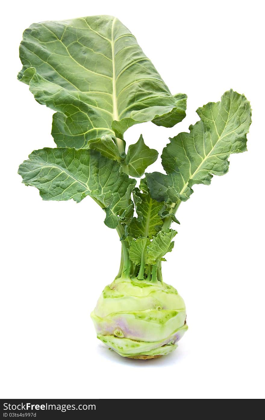 Cabbage kohlrabi on a white background