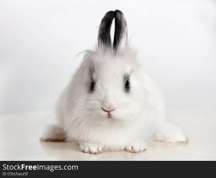 Little white rabbit sitting on a white surface