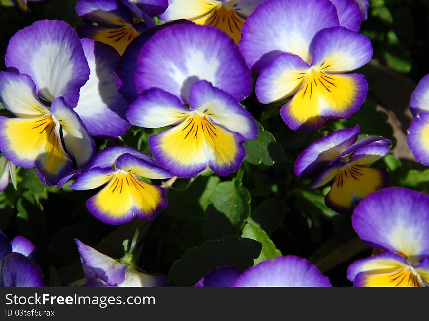 Purple Pansies