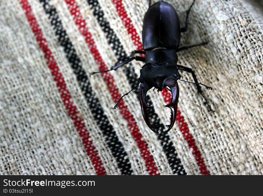 Detail of stag beetle on the towel