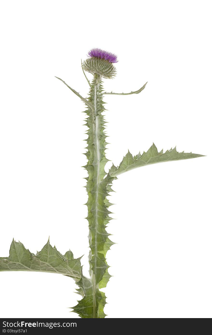 Purple,single prickly thistle on white background